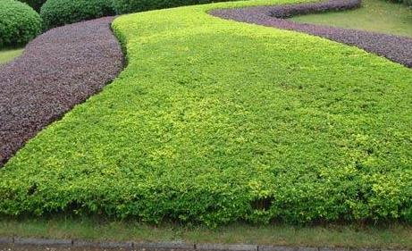 一月對(duì)樹木的綠化養(yǎng)護(hù)工作，要注意這4點(diǎn)！