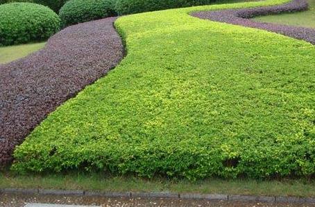 城市行道以及沿街綠地等地方的綠化養(yǎng)護要怎么做？